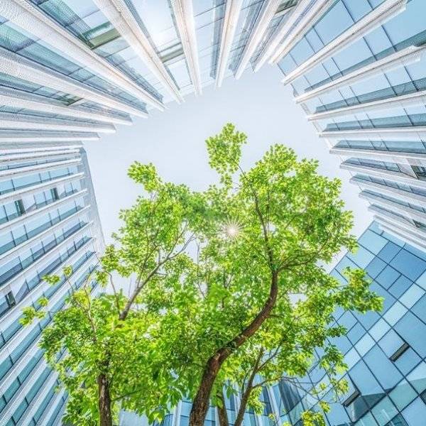 symbolic picture for corporate sustainability with a tree in the middle of office buildings